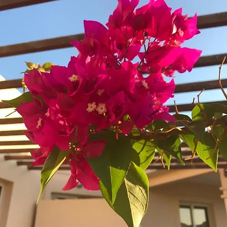 Lägenhet Aphrodite Sands - The Penthouse