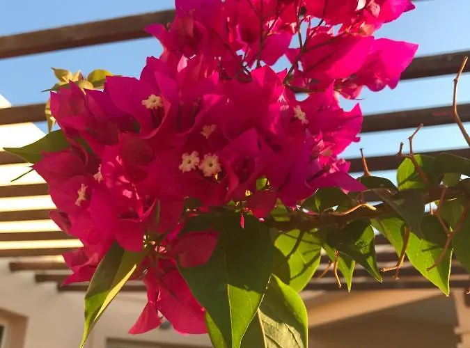 Apartment Aphrodite Sands - The Penthouse